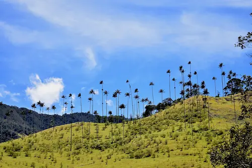 Tour Saleto - Cocora - Filandia